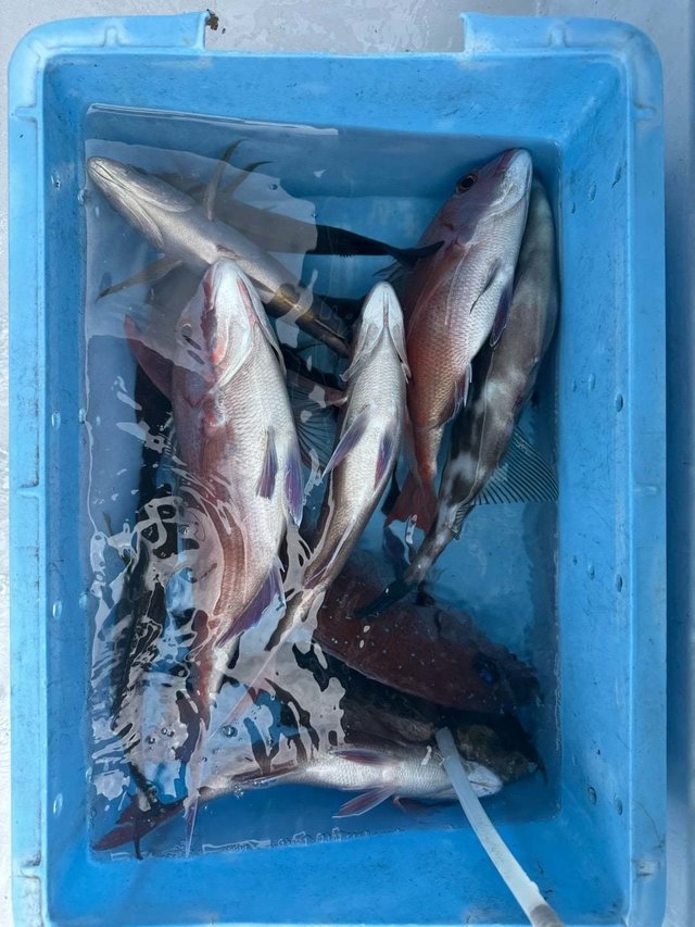 マダイ・ウマズラ(ウマヅラハギ)