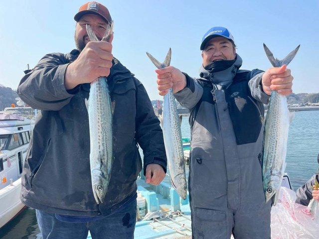 サゴシ(サワラ)