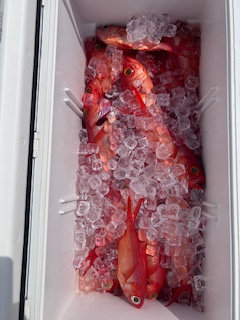 キンメ(キンメダイ)