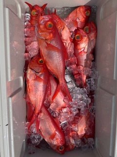 キンメ(キンメダイ)