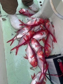 キンメ(キンメダイ)