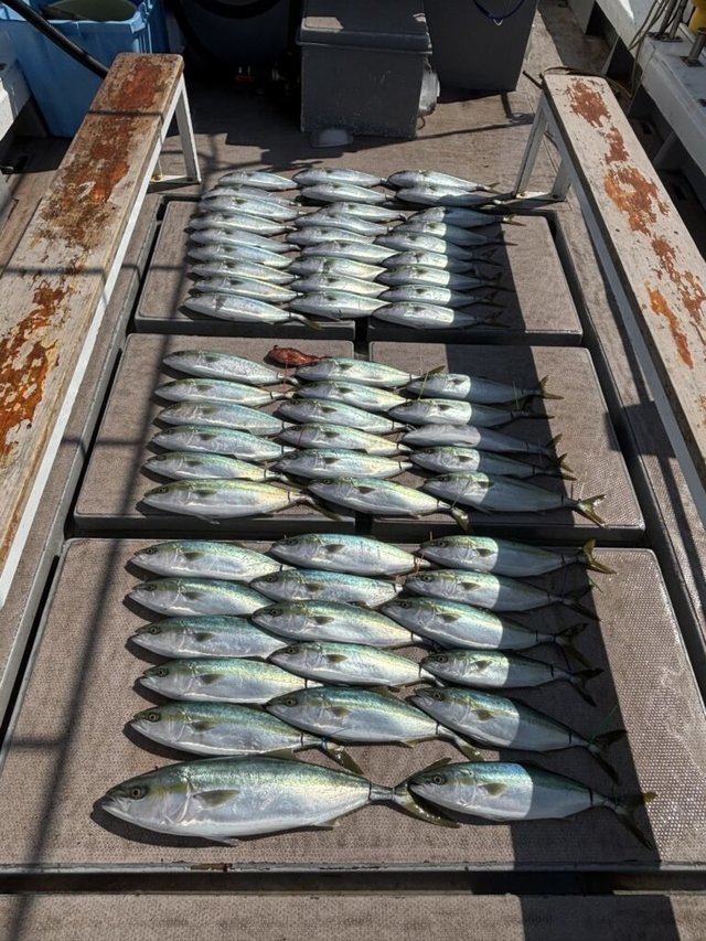 ワラサ(ブリ)・ハマチ(ブリ)