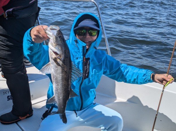 シーバス(スズキ)