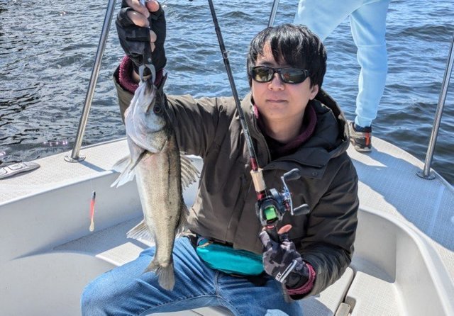 シーバス(スズキ)