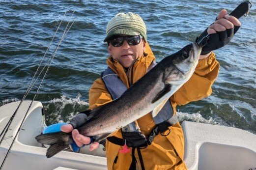 シーバス(スズキ)