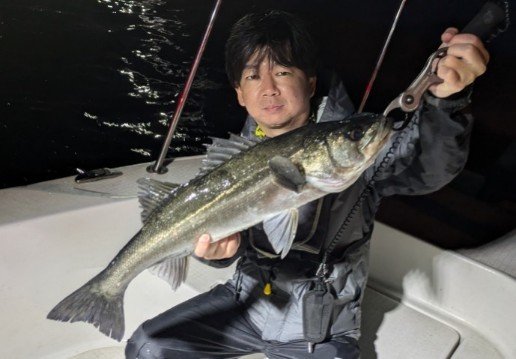 シーバス(スズキ)