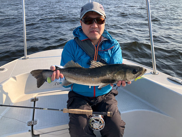 シーバス(スズキ)