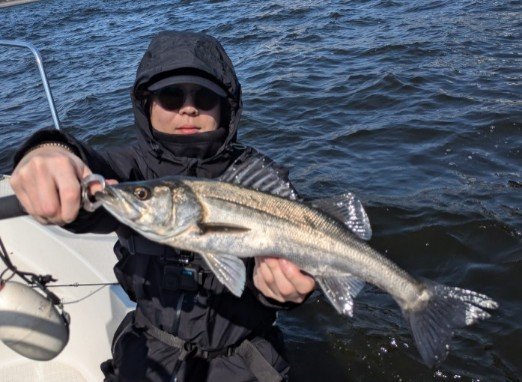 シーバス(スズキ)