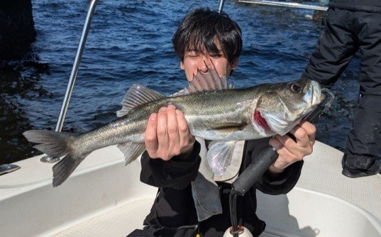 シーバス(スズキ)