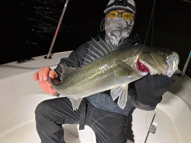 シーバス(スズキ)