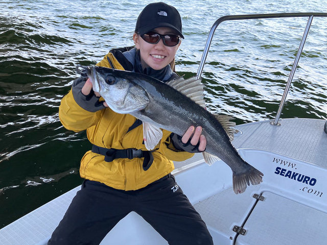 シーバス(スズキ)