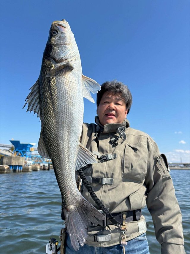 シーバス(スズキ)