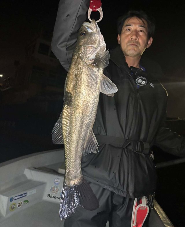 シーバス(スズキ)