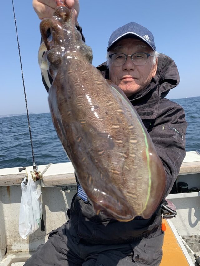 モンゴウイカ(カミナリイカ)