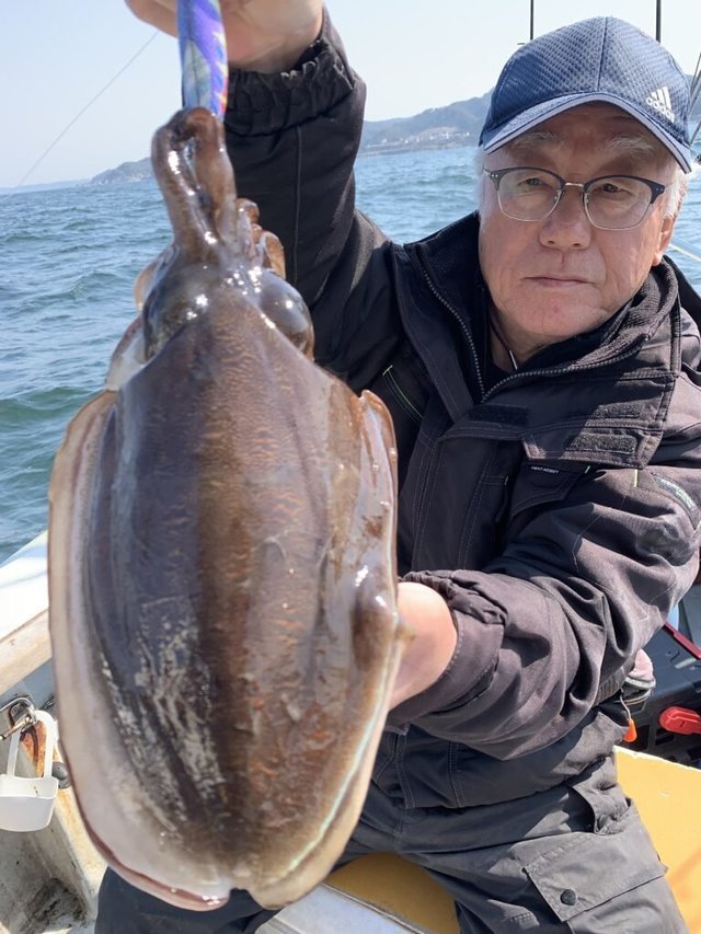 モンゴウイカ(カミナリイカ)