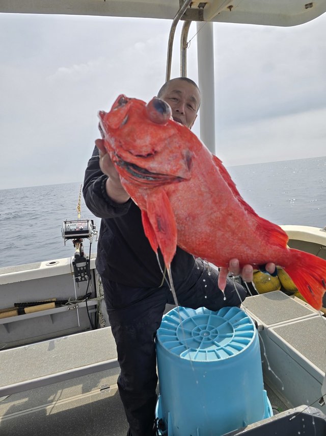 ベニアコウ(オオサガ)