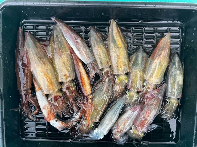 マルイカ(ケンサキイカ)