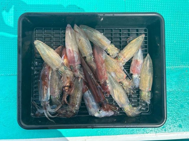 マルイカ(ケンサキイカ)