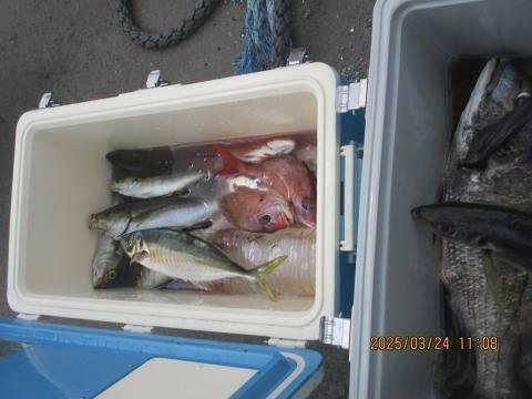 マダイ・クロダイ・スズキ・イサキ