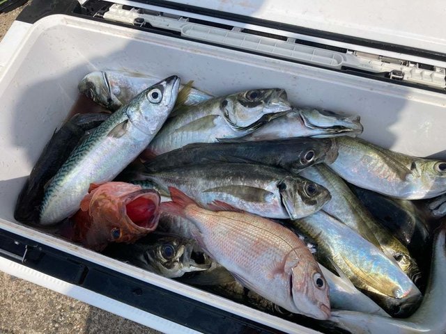 ハナダイ(チダイ)・アジ(マアジ)