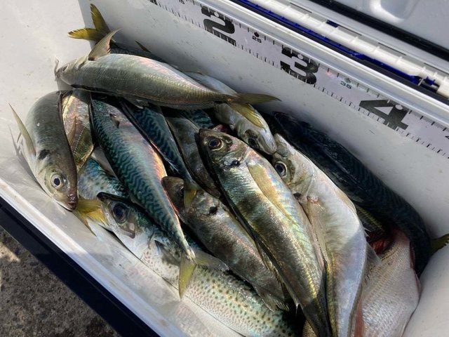 アジ(マアジ)・サバ(マサバ)