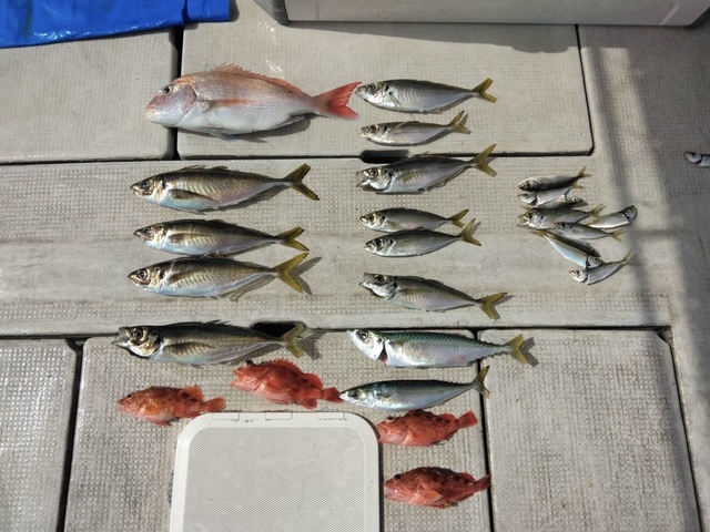 マダイ・アジ(マアジ)・マサバ・ガシラ(カサゴ)