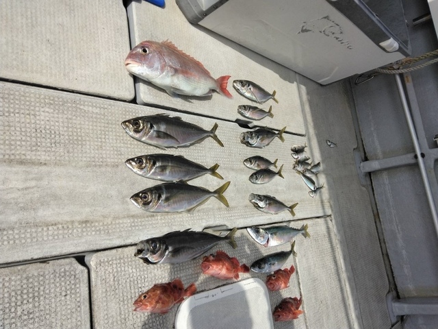 マダイ・アジ(マアジ)・マサバ・ガシラ(カサゴ)