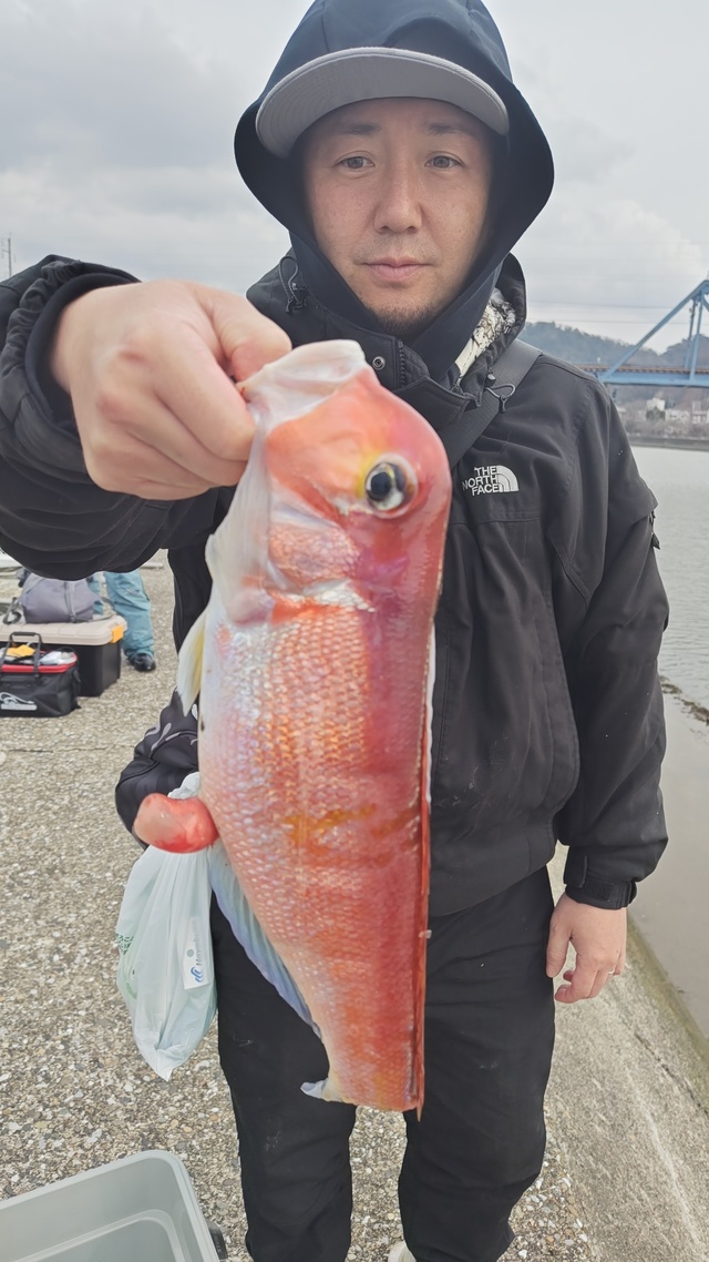 アマダイ(アカアマダイ)