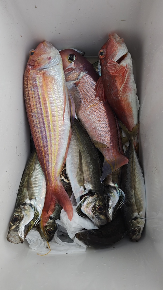 アジ(マアジ)・アマダイ(アカアマダイ)・イトヨリ(イトヨリダイ)