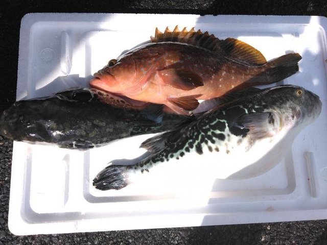 キジハタ・トラフグ