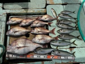マダイ・マアジ・ハマチ(ブリ)・マサバ