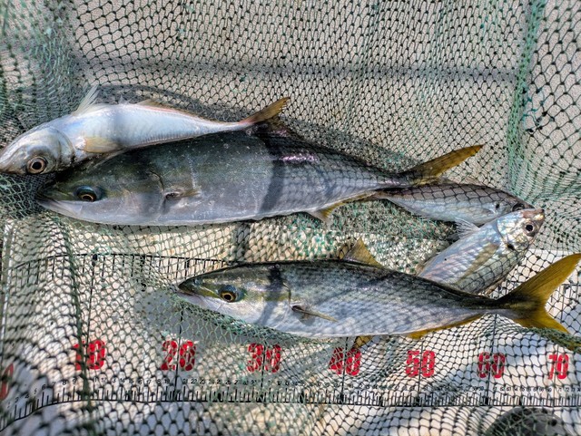 アジ(マアジ)・ハマチ(ブリ)