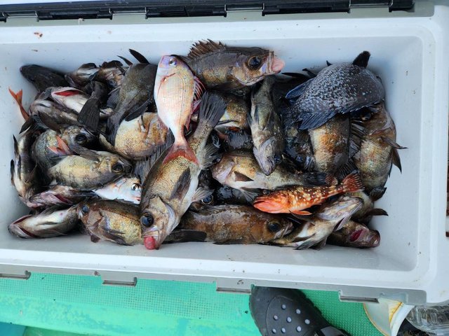 クロメバル(メバル)