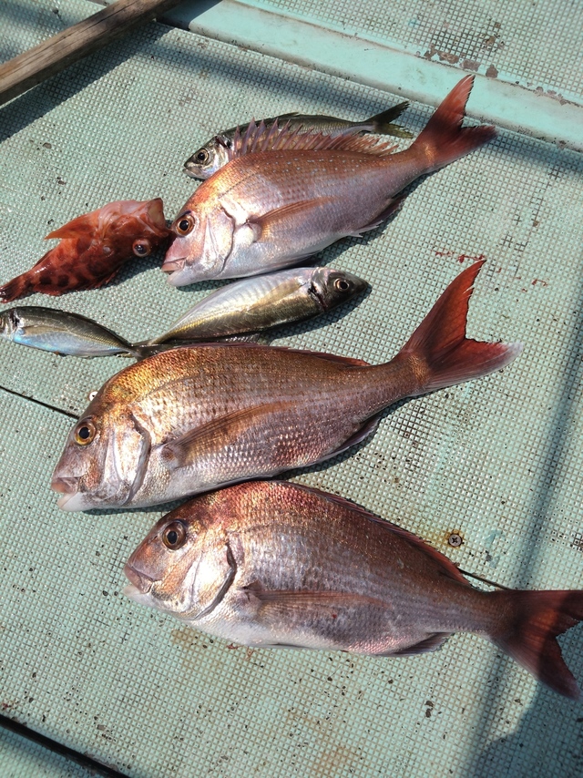 タイ(マダイ)・アジ(マアジ)