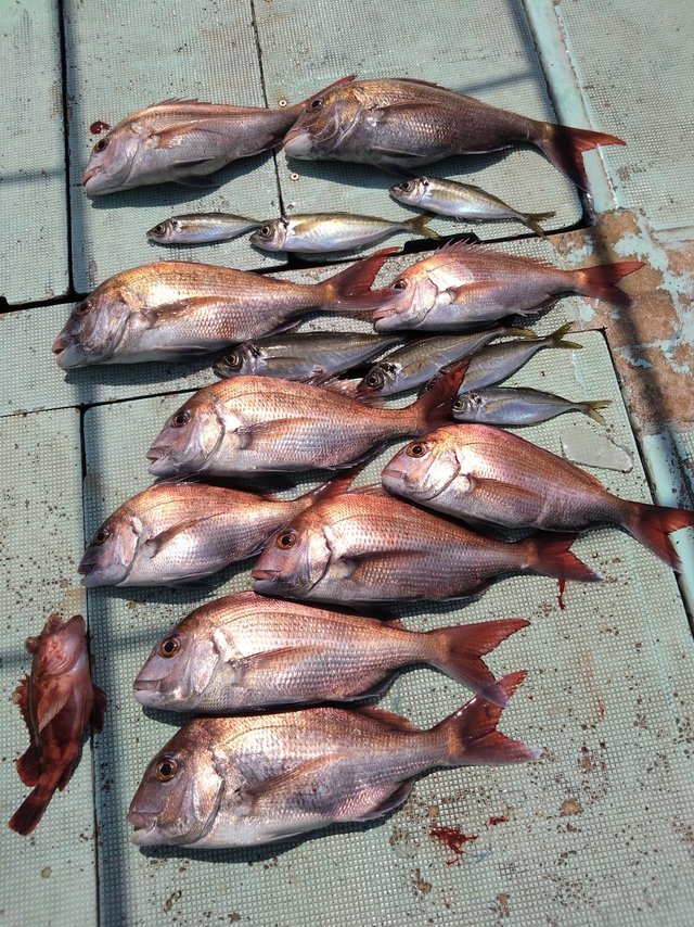 タイ(マダイ)・アジ(マアジ)