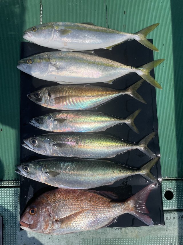 マダイ・マアジ・ハマチ(ブリ)