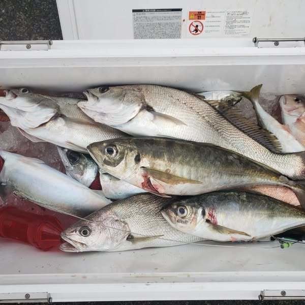 アジ(マアジ)・ニベ