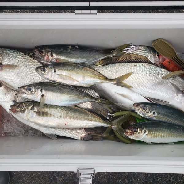 アジ(マアジ)・ニベ