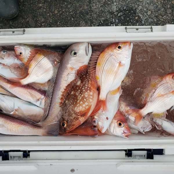 シラカワ(シロアマダイ)