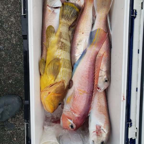 シラカワ(シロアマダイ)