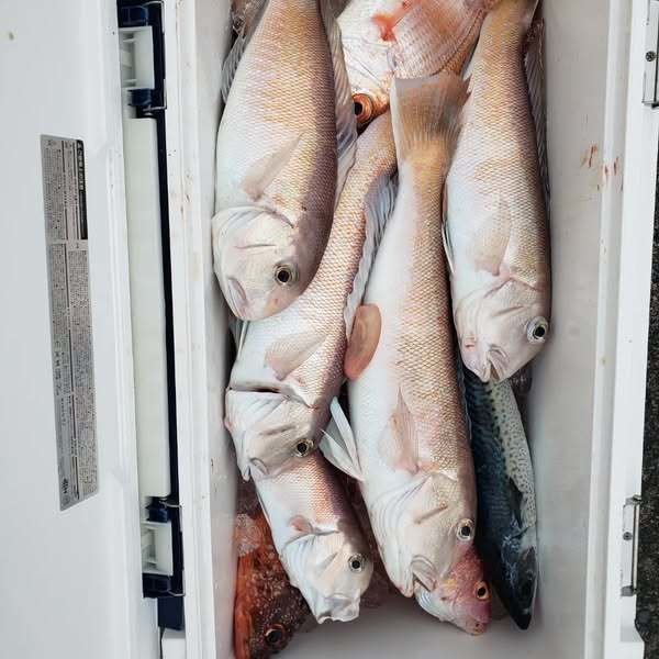 シラカワ(シロアマダイ)