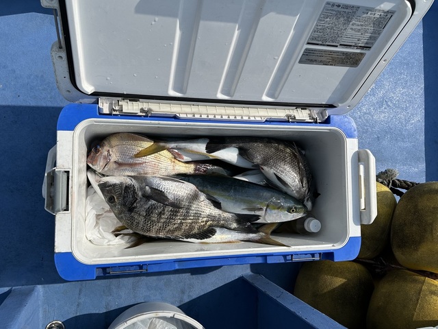 マダイ・クロダイ・イナダ(ブリ)