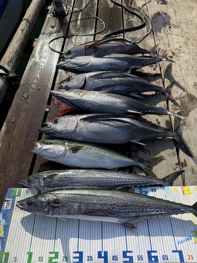 ハマチ(ブリ)・トンボ(ビンナガ)・サワラ