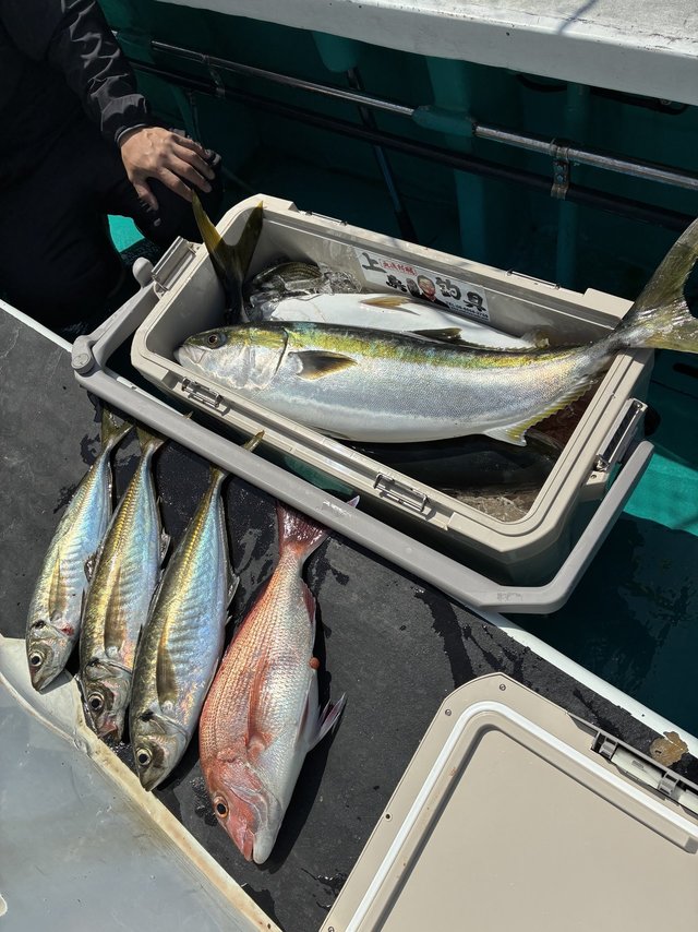 マダイ・マアジ・ブリ