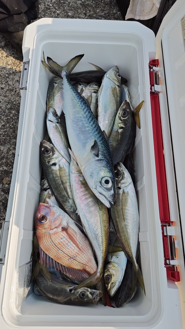 マダイ・アジ(マアジ)・サバ(ゴマサバ)