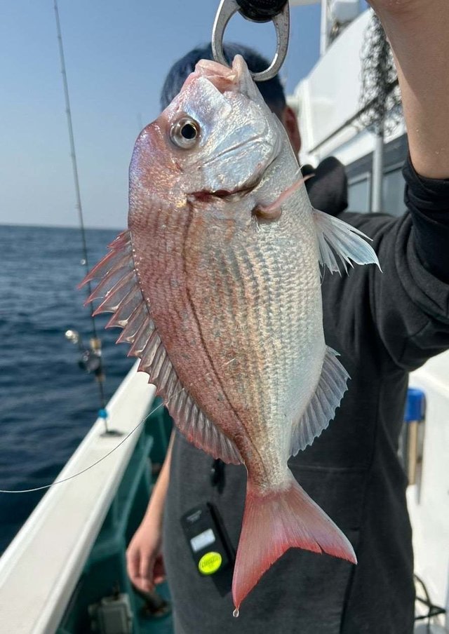 ハナダイ(チダイ)