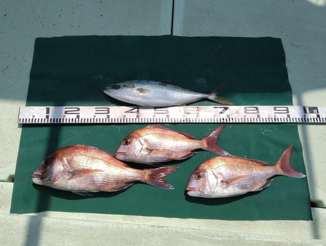 マダイ・ツバス(ブリ)