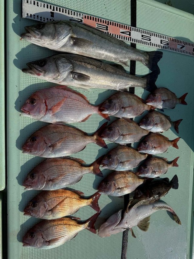 マダイ・マタカ(スズキ)