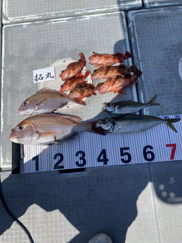 マダイ・アジ(マアジ)・カサゴ