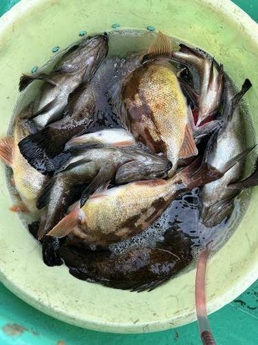 メバル・メバル(ウスメバル)